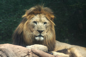 Lion at the Greenville Zoo