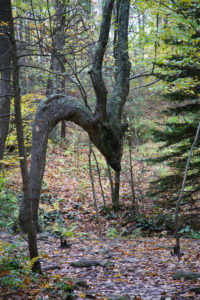 Skinny Dip Falls Trail Tree