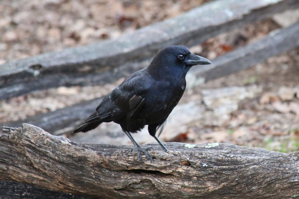 bird