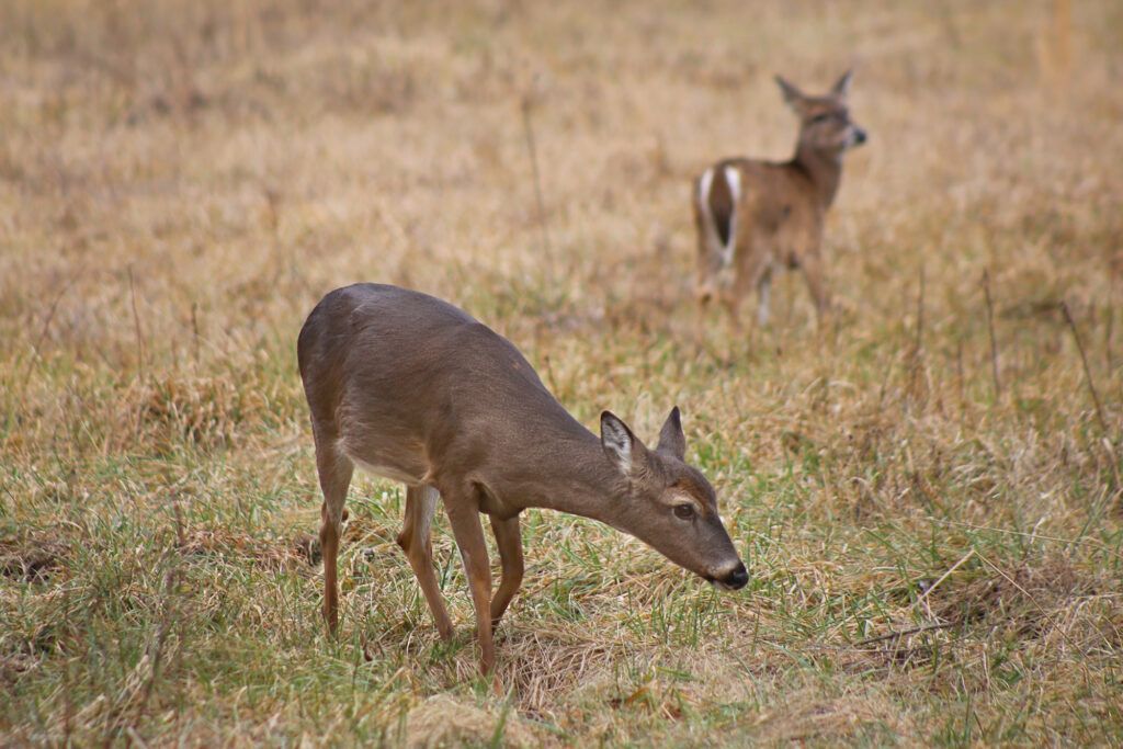 wild deer