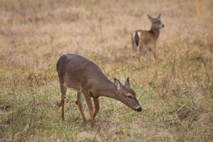 Deer