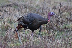 Wild Turkey
