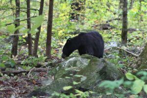 Bear on Roaring Fork Motor Trail