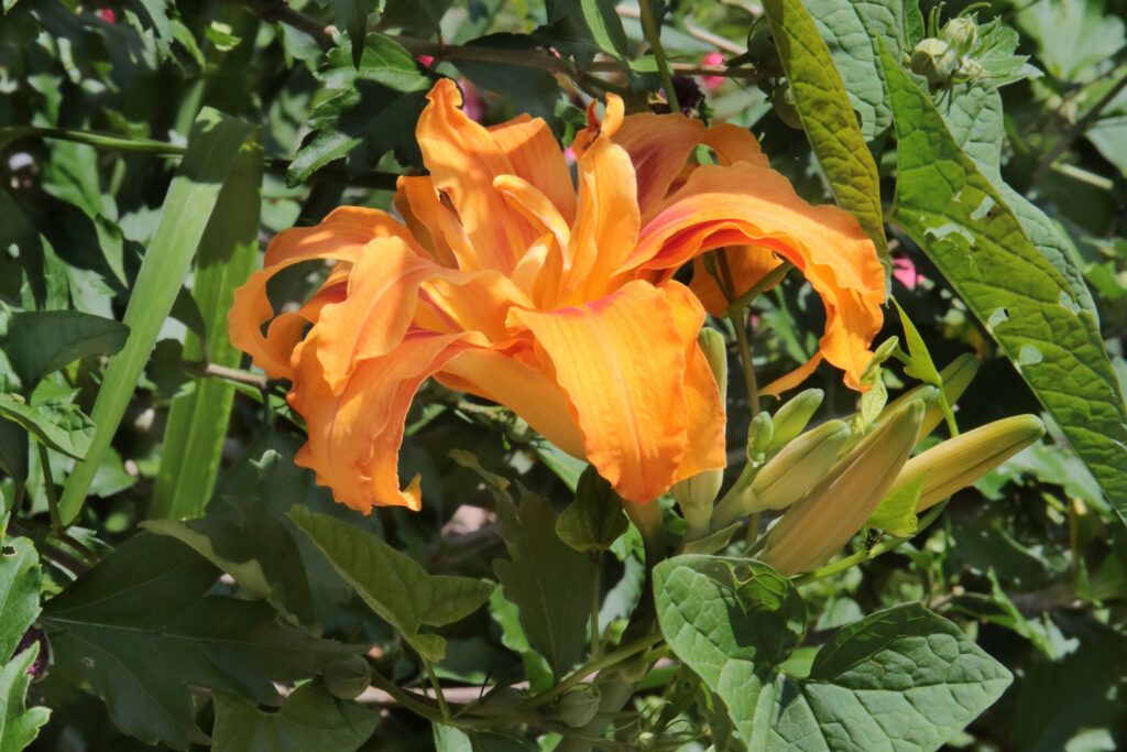 flowers from around the miniature buildings and pathways